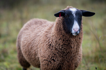 Close-up side profile of a Zwartbles sheep standing in a green rural landscape. Portrait of a Zwartbles sheep with thick brown wool. 