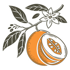 orange fruit vector, icon illustration. eps