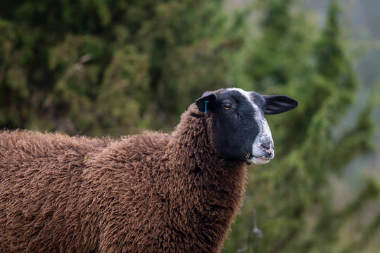 Close-up side profile of a Zwartbles sheep standing in a green rural landscape. Portrait of a Zwartbles sheep with thick brown wool. 