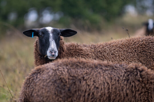 Close-up side profile of a Zwartbles sheep standing in a green rural landscape. Portrait of a Zwartbles sheep with thick brown wool. 