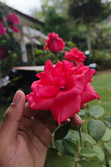 Hand holding red rose