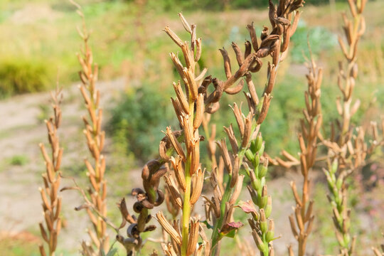 Dry seeds of oenothera biennis in autumn garden. Medical plant. Ornamental plant in medicine agriculture. Sunny day.