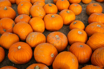 Pumpkins