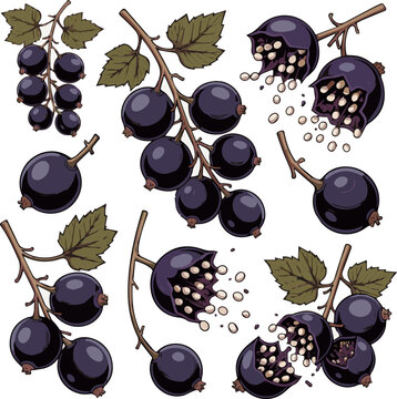 Create a kinds of deferent Black currants in motion vector art with white background.