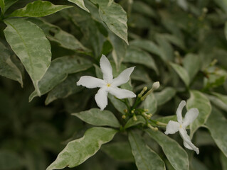 white flowers in the garden