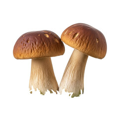Two Porcini Mushrooms Isolated on Black Background