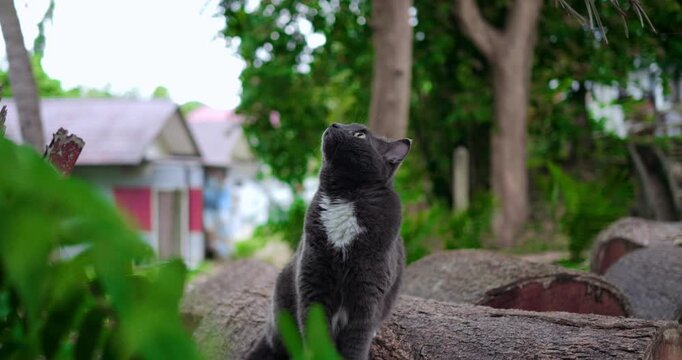 tuxedo cat alert in village garden sitting upright on log, white chest patch and focused upward gaze, colorful