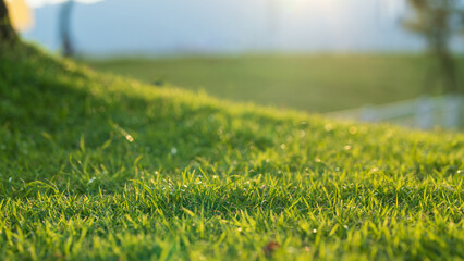 Fresh green grass in morning sunlight with soft bokeh and natural outdoor feeling