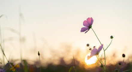 Pink cosmos flower with sunset light creating warm and romantic atmosphere.