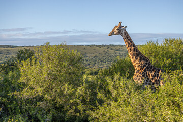 A south african giraffe ( Giraffa Camelopardalis), Shamwari Private Game Reserve, South Africa.