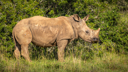 Obraz premium White rhinoceros calf (Ceratotherium simum), Shamwari Private Game Reserve, South Africa.