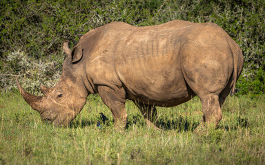 Naklejka premium A female white rhinoceros (Ceratotherium simum), Shamwari Private Game Reserve, South Africa.