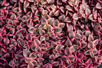 Crassula Marginata Variegata