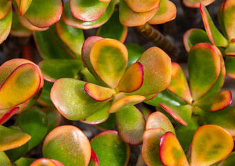 Crassula - Hummels Sunset