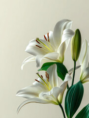 Fototapeta premium Elegant white lilies with lush green leaves and unopened buds set against a soft neutral background showcasing delicate natural beauty and grace