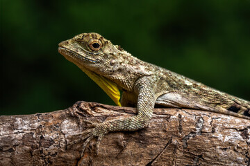 Obraz premium Draco volans, also known as the common flying dragon, is a species of lizard in the family Agamidae. The species is endemic to Southeast Asia.