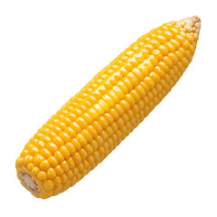 Fresh yellow corn on the cob isolated PNG cutout transparent