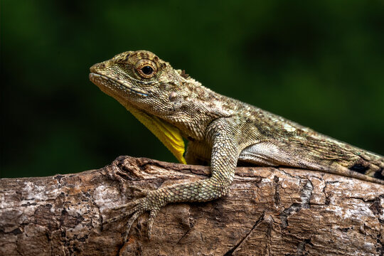 Draco volans, also known as the common flying dragon, is a species of lizard in the family Agamidae. The species is endemic to Southeast Asia.