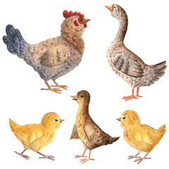 Watercolor set featuring a hen, goose, gosling, chicks, perfect for children projects, educational materials, farm themed designs, packaging, rustic decor. Hand painted with natural soft textures