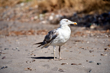 Seagull sitting on a sandy beach on the island of Lesbos