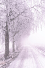 A foggy day in December 2024 from the cultural landscape around Balke, Toten, Norway.