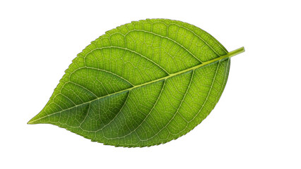 Obraz premium Green Leaf Isolated on White Background