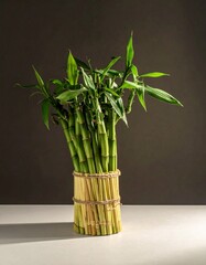 A vibrant bundle of lucky bamboo stalks with lush green leaves, tied with natural twine, standing on a light surface against a dark background.