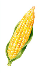 Fresh yellow corn on the cob with green husks, a healthy and delicious vegetable, isolated on white background