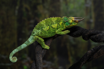 Green jackson&rsquo;s chameleon (Trioceros jacksonii) is native to East Africa.