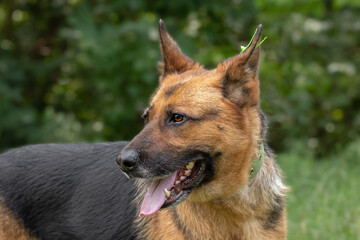 Close-up portrait of a mestizo German shepherd dogDog in nature.