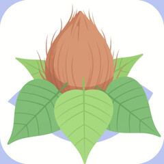 Illustration of a coconut with green leaves. Tropical fruit concept in vector format.