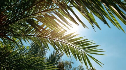 Fototapeta premium Bright sunlight filters through the green leaves of palm trees against a clear blue sky. The scene shows a lush tropical environment with vibrant foliage.