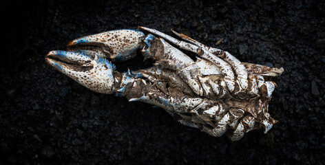 Krebsschere Greifarm Klaue