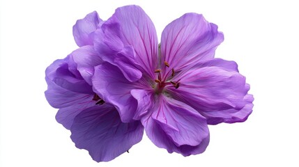 A close up view of a purple flower with wide petals and yellow stamens. The flower stands out against a white background and has vibrant colors. The image shows the beauty and detail of the flower.