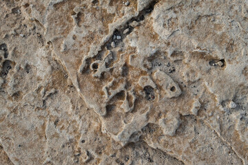 Detail of Quaternary aeolian oolite-dune deposits