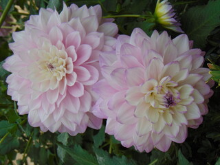 Obraz premium Flor Rosa