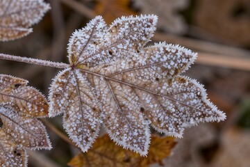 Frost-covered leaf in a winter garden