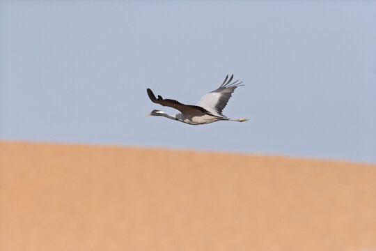 Demoiselle crane in flight over a desert landscape, wings fully extended, elegant silhouette in a clear sky.