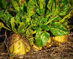 Sugar beets growing in a field during the day, showing the root vegetable and green leaves.