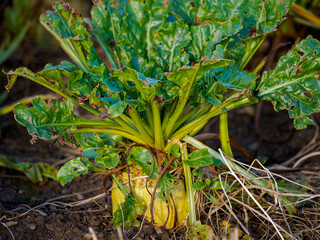 A detailed view of a beet plant, emphasizing its texture and the intricate network of roots emerging from the bulb.