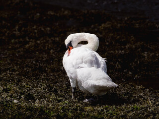 Stunning side profile of a swan, highlighting its white plumage.