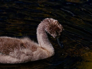 A portrait of a cygnet, focused on its gentle expression as it navigates the water with grace.