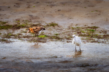 White egret hunting in shallow water alongside another bird near coastline.