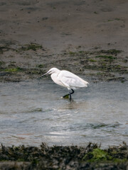 A little egret foraging for food in shallow water near the shoreline during the day.