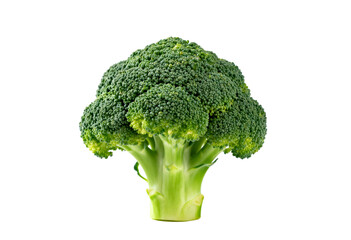 Fresh broccoli head isolated on a transparent background. Healthy green vegetable full of nutrients and natural flavor.