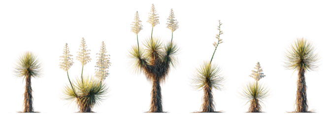 Yucca Thompsoniana (Thompson's Yucca) plant isolated PNG on a transparent background premium nature cutout