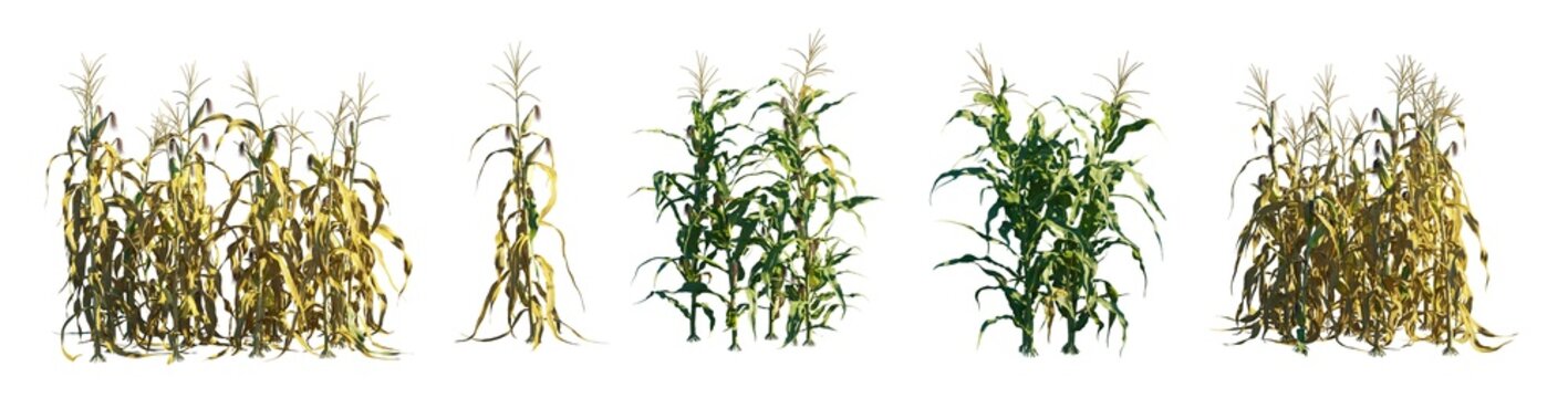 Zea Mays (Corn Plant) - botanical isolated PNG on a transparent background premium nature cutout