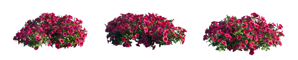 Fototapeta premium Petunia Hybrida red flower plant isolated PNG on a transparent background premium nature cutout