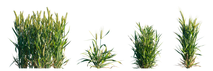 Triticum (Wheat Plant) - botanical isolated PNG on a transparent background premium nature cutout