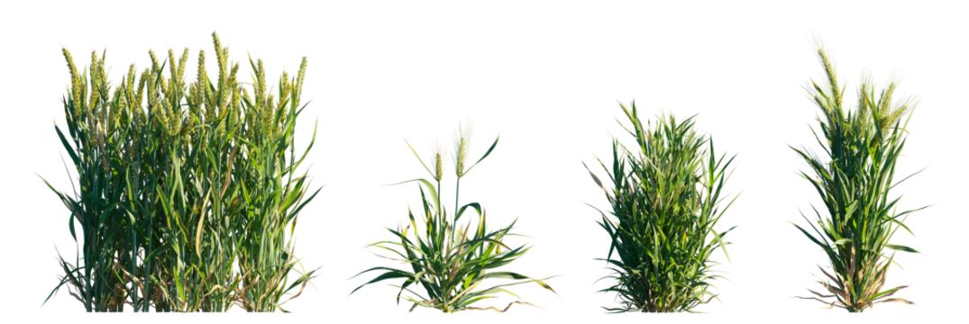 Triticum (Wheat Plant) - botanical isolated PNG on a transparent background premium nature cutout - Powered by Adobe